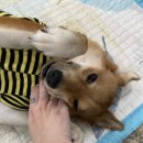 워리워리 이미지