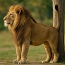 천하동물약품 | 라떼; 수컷 고양이 중성화; 땅콩 수술의 추억