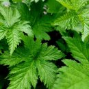 비너스타 이미지