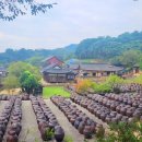 사색의길(명재고택) | 충남논산근처 가볼만한곳 명재고택 배롱나무 명소