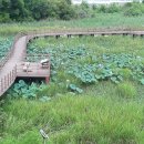 정양늪생태공원 이미지