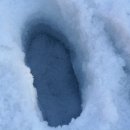 명품소나무길 이미지