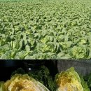 강림면344 이미지