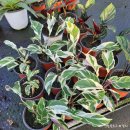 에바다1농장 이미지