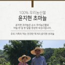 윤지현초마늘