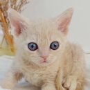 My Love Cat(마이러브캣) 이미지