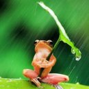 개구리PC 이미지