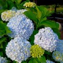 우리들펜션 | 가성비 좋은 제주 독채펜션 우리들의 블루스 2박 후기