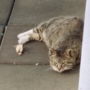 위고 | 대전근교글래핑 공주 히어위고글램핑 후기