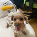 나아라 동물병원 | [도안동 동물병원] 빠숑이 수술 후기🐾 나아라동물병원 추천⭐️⭐️⭐️⭐️🌟