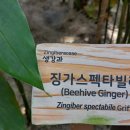 벌집생강(Beehive Ginger) 이미지