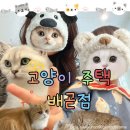 배곧센터프라자(센타프라자1) | 가볼만한 곳 배곧 실내 데이트 배곧 고양이카페 고양이주택 배곧점(주차/시설/요금-1시간30분 이용/후기)