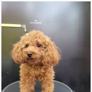 털뭉치살롱