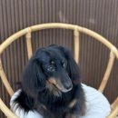 도그보니타 이미지