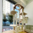 고양이미용 우다다냥 이미지