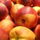 신비농장 이미지