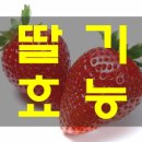 딸기 이미지