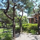 소나무정원 이미지