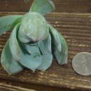 크로키아 이미지