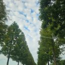 대부바다향기 테마파크 | 대부도 가을여행 오렌지 물결 9월의 황화코스모스 대부바다 향기테마파크