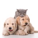 반려동물 테마공원 화장실 이미지