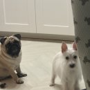 러브미독 이미지