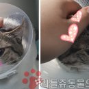 리틀쥬동물의료원 이미지