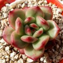 티엠(TM) 이미지