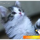 CAT 네이버블로그