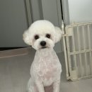 꾸꾸몽 이미지