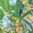 휴엔정 | 전남농업기술원과수연구소 완도시험지 방문후기