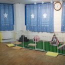 이레네 강아지 이미지