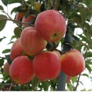 김길용농장 이미지