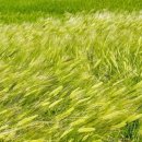 궁상목장 이미지