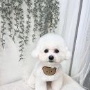 강아지미용실 정독 이미지