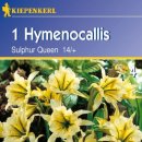 [히1] 히메노칼리스 설퍼퀸 Hymenocallis Sulphur Queen 2구 1세트 12,000원에 100세트 분양합니다. 이미지