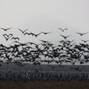 순천만 그리고 나 이미지