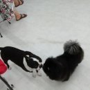 개밥주는고양이 이미지