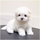 버디독 강아지분양 안심분양센터 서울 영등포점 | 강아지 분양의 모든 것 초보자를 위한 가이드