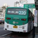 구.복사초 이미지