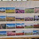 복지개화충전소 | [제주여행]서귀포 표선면, 바람부는 밭 '보롬왓' 4월 방문후기 및 계절별 꽃별 개화시기 알아보기~!