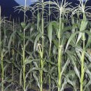 예밀농장 이미지