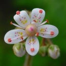 12월 6일 탄생화 - 바위취(Saxifraga) : 절실한 사랑 이미지