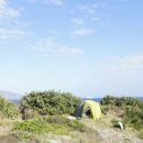 플라워 도그 이미지