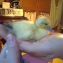 돌배나무 세그루 이미지