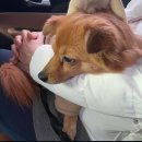 (주)점진 | 강아지들과의 캠핑 준비(점진적 노출-자동차 타기3)