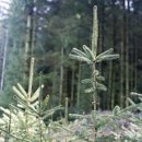 명품한우 이미지