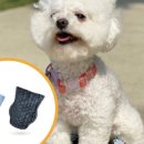 신발신은 강아지 이미지