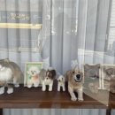보듬펫 네이버블로그