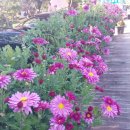 함평국향대전 이미지